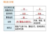 人教版八年级下册生物习题课件 期末复习冲刺 第七单元 第一章 生物的生殖和发育