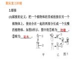 人教版八年级下册生物习题课件 期末复习冲刺 第七单元 第一章 生物的生殖和发育