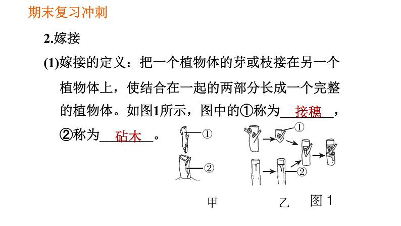 人教版八年级下册生物习题课件 期末复习冲刺 第七单元 第一章 生物的生殖和发育05