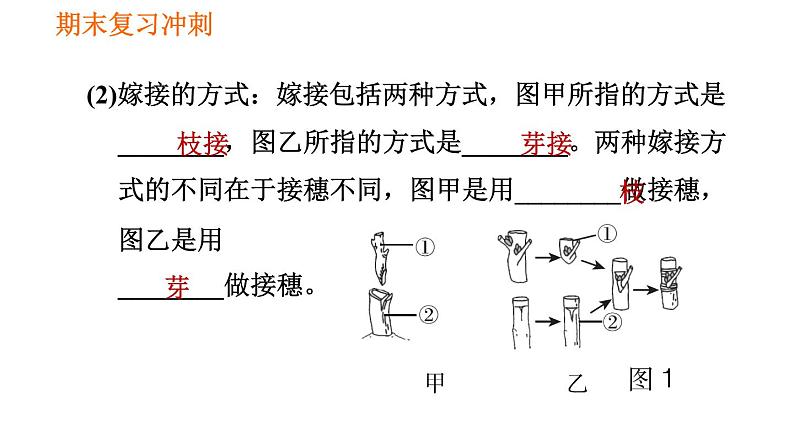 人教版八年级下册生物习题课件 期末复习冲刺 第七单元 第一章 生物的生殖和发育06