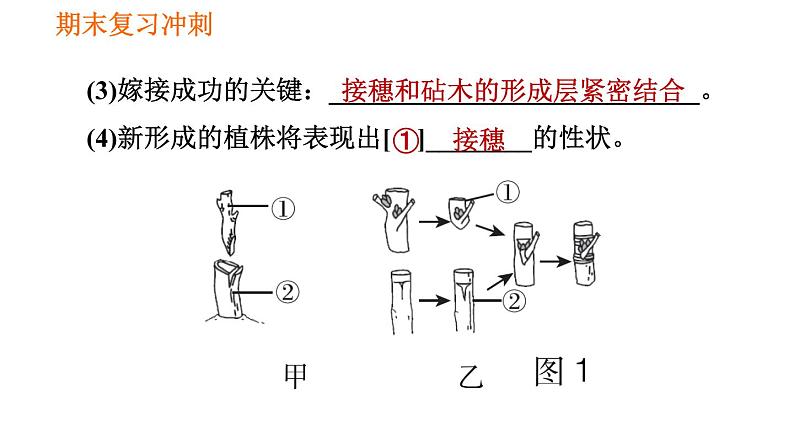 人教版八年级下册生物习题课件 期末复习冲刺 第七单元 第一章 生物的生殖和发育07