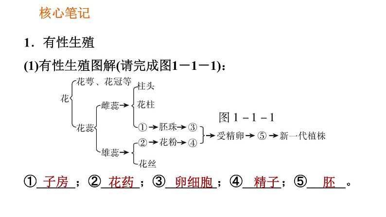 人教版八年级下册生物习题课件 第7单元 7.1.1 植物的生殖02