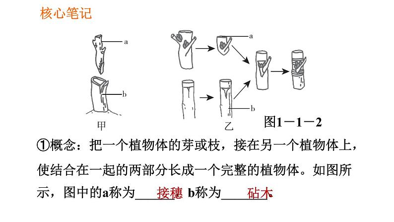 人教版八年级下册生物习题课件 第7单元 7.1.1 植物的生殖08