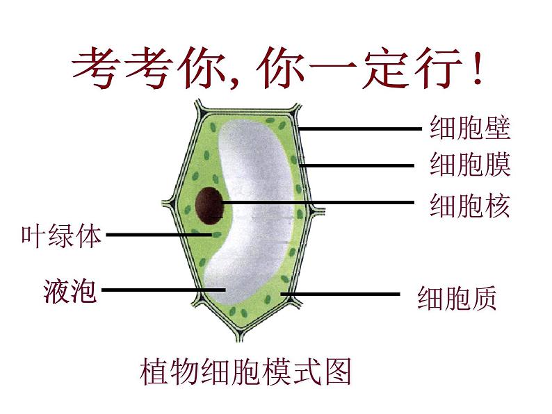 人教版七年级生物上册 第二单位生物体的结构层次 第一章细胞是生命活动的基本单位 4.第四节  细胞的生活课件PPT02