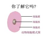 人教版七年级生物上册 第二单位生物体的结构层次 第一章细胞是生命活动的基本单位 4.第四节  细胞的生活课件PPT