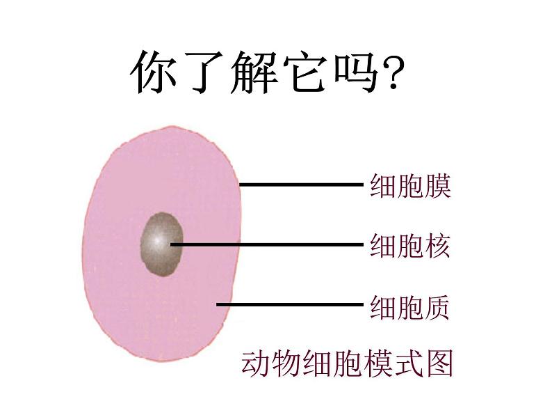 人教版七年级生物上册 第二单位生物体的结构层次 第一章细胞是生命活动的基本单位 4.第四节  细胞的生活课件PPT03