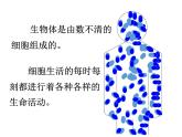 人教版七年级生物上册 第二单位生物体的结构层次 第一章细胞是生命活动的基本单位 4.第四节  细胞的生活课件PPT
