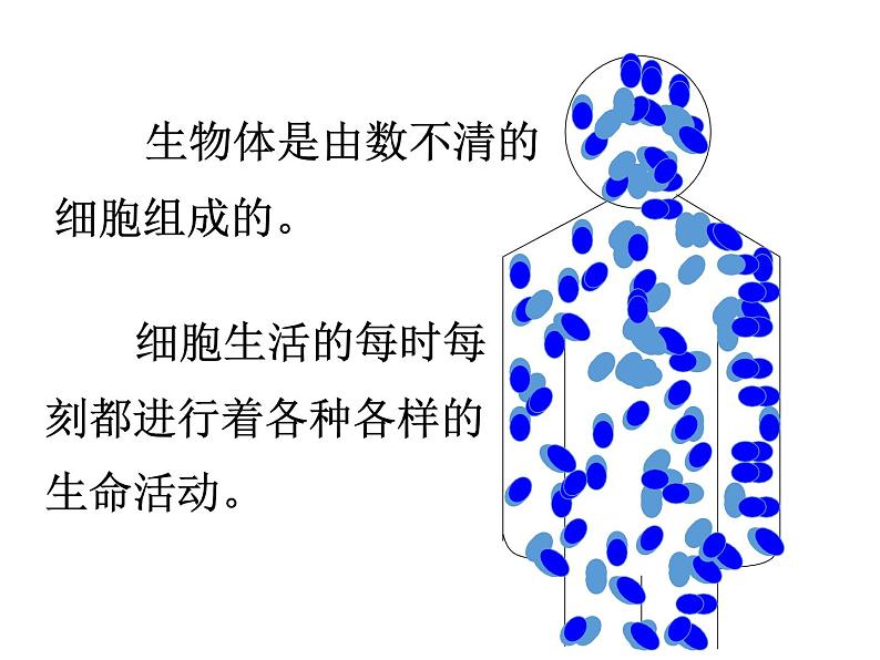 人教版七年级生物上册 第二单位生物体的结构层次 第一章细胞是生命活动的基本单位 4.第四节  细胞的生活课件PPT05