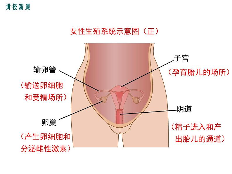 人教版七年级生物下册 第一章人的由来 第二节  人的生殖课件PPT07