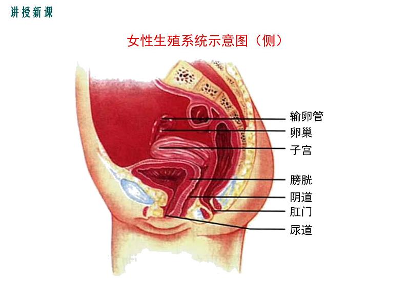 人教版七年级生物下册 第一章人的由来 第二节  人的生殖课件PPT08