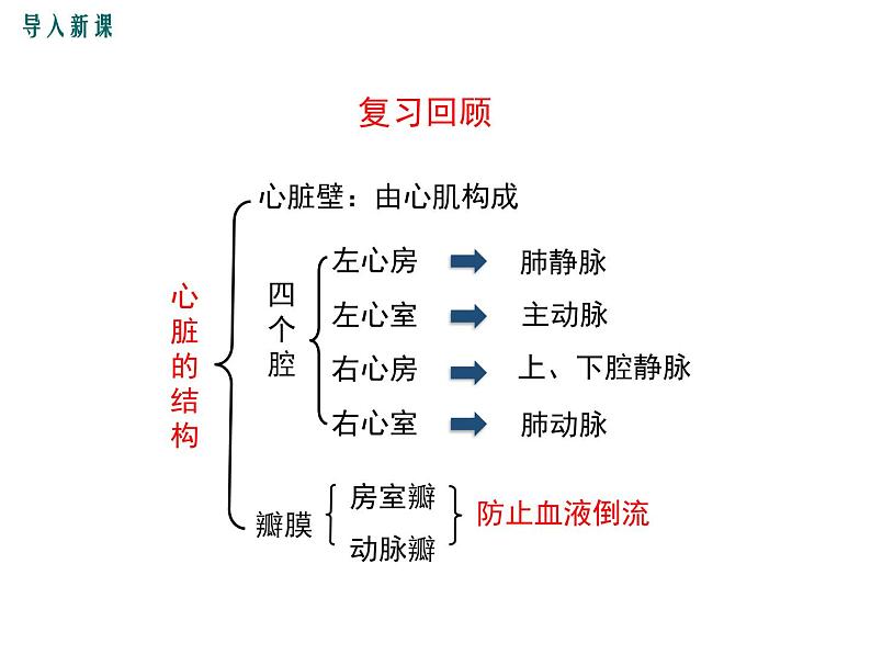 人教版七年级生物下册 第四章人体内物质的运输 第2课时 血液循环的途径课件PPT第2页