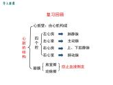 人教版七年级生物下册 第四章人体内物质的运输 第2课时 血液循环的途径课件PPT