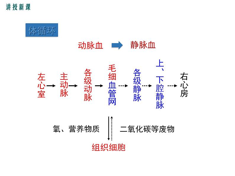 人教版七年级生物下册 第四章人体内物质的运输 第2课时 血液循环的途径课件PPT第8页