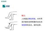 人教版七年级生物下册 第六章 人体生命活动的调节 第三节 神经调节的基本方式课件PPT