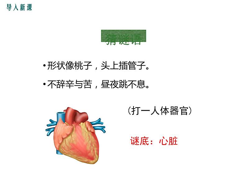 人教版七年级生物下册 第四章人体内物质的运输 第1课时 心脏的结构和功能课件PPT第3页