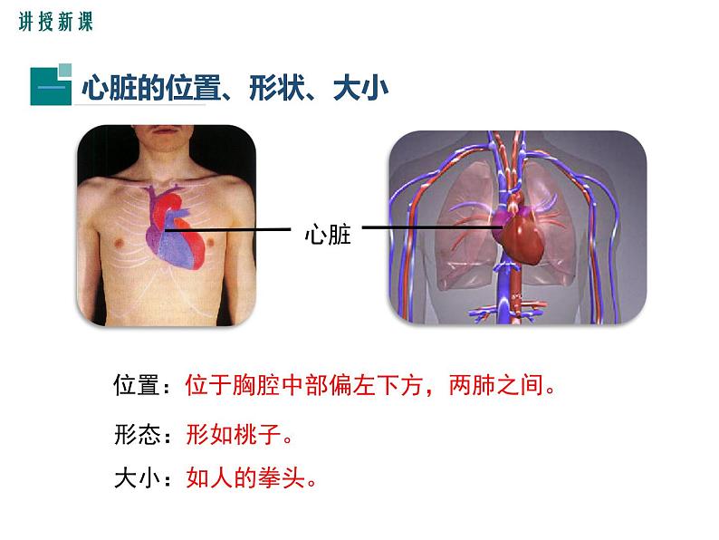 人教版七年级生物下册 第四章人体内物质的运输 第1课时 心脏的结构和功能课件PPT第6页