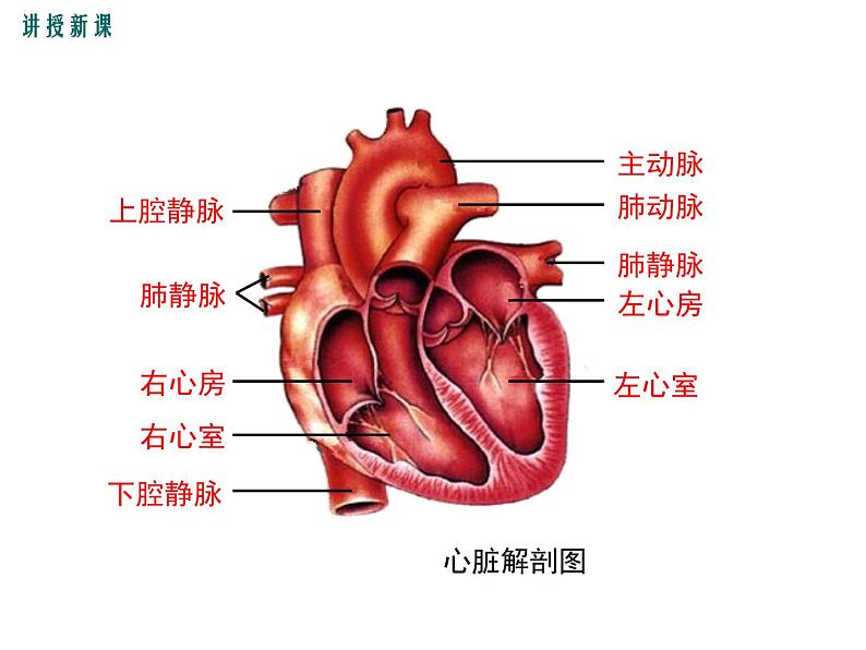 人教版七年级生物下册 第四章人体内物质的运输 第1课时 心脏的结构和功能课件PPT第8页