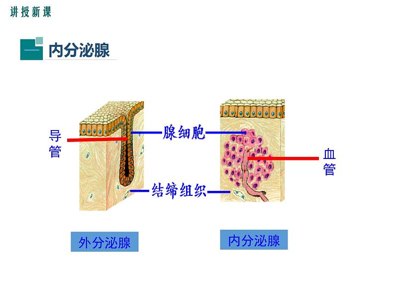 人教版七年级生物下册 第六章 人体生命活动的调节 第四节 激素调节课件PPT第4页