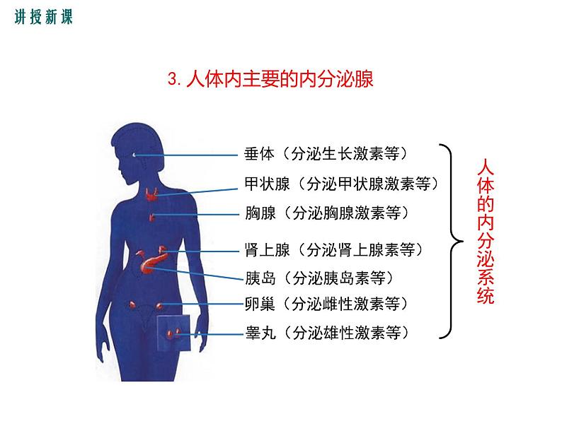 人教版七年级生物下册 第六章 人体生命活动的调节 第四节 激素调节课件PPT第7页