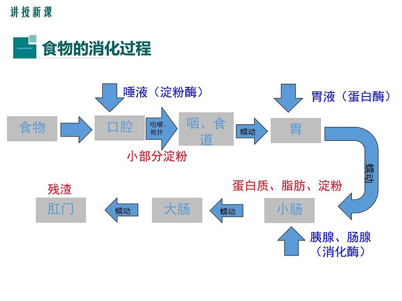 人教版七年级生物下册 第二章人体的营养 第2课时 食物的消化过程和营养物质的吸收课件PPT第4页