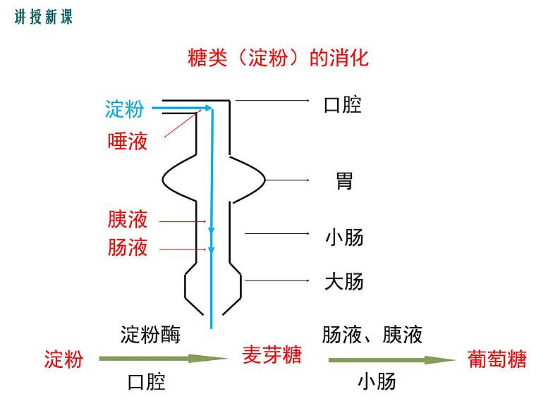 人教版七年级生物下册 第二章人体的营养 第2课时 食物的消化过程和营养物质的吸收课件PPT第6页