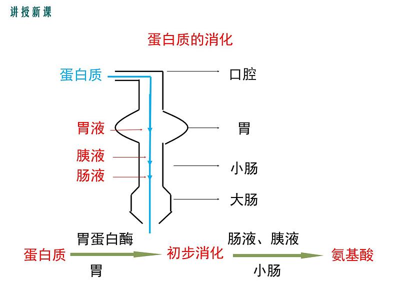 人教版七年级生物下册 第二章人体的营养 第2课时 食物的消化过程和营养物质的吸收课件PPT第8页