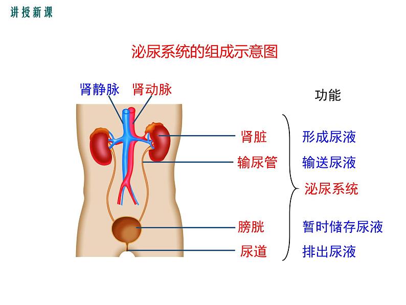 人教版七年级生物下册 第五章 人体内废物的排出课件PPT05