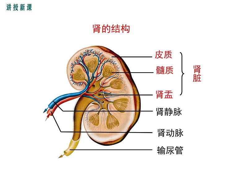 人教版七年级生物下册 第五章 人体内废物的排出课件PPT08