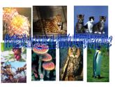 人教版七年级生物上册 第一单位 生物和生物圈 第一章 认识生物 第一节  生物的特征课件PPT