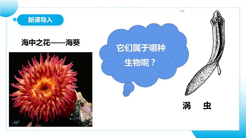 【核心素养目标】人教版初中生物八年级上册5.1.1《腔肠动物和扁形动物》课件+视频+教学设计+同步分层练习（含答案）03