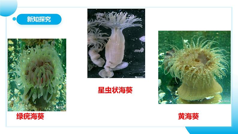 【核心素养目标】人教版初中生物八年级上册5.1.1《腔肠动物和扁形动物》课件+视频+教学设计+同步分层练习（含答案）07