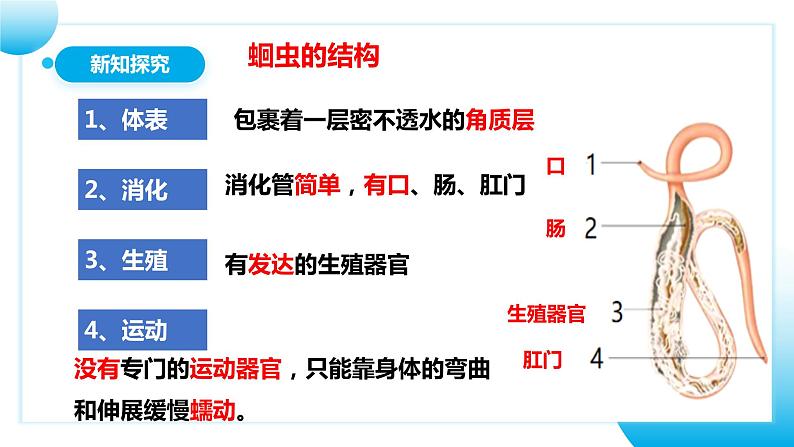 【核心素养目标】人教版初中生物八年级上册5.1.2《线形动物和环节动物》课件+视频+教学设计+同步分层练习（含答案）08