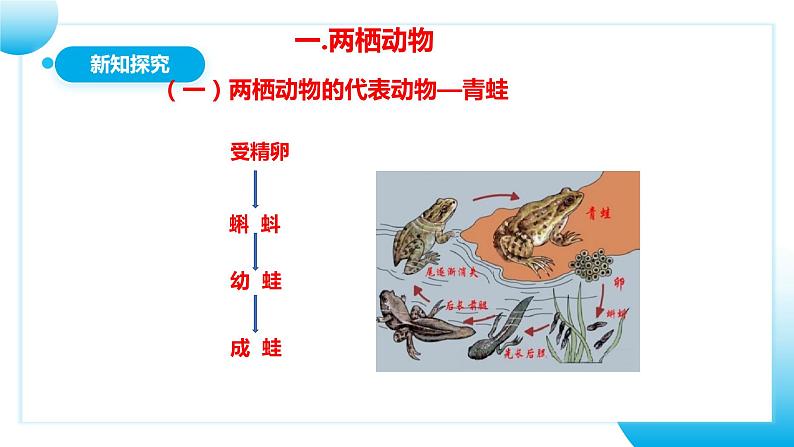 人教版初中生物八年级上册5.1.5《两栖动物和爬行动物》 课件第6页