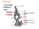 人教版七年级上册生物习题课件 期末复习 第二单元 生物体的结构层次