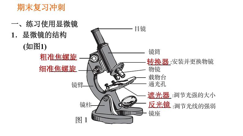 人教版七年级上册生物习题课件 期末复习 第二单元 生物体的结构层次02