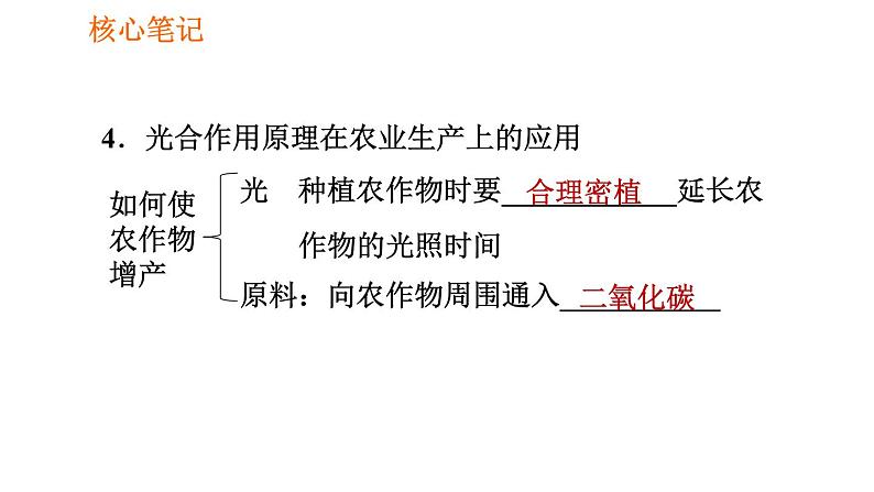 人教版七年级上册生物习题课件 第3单元 3.5.1 光合作用吸收二氧化碳释放氧气008