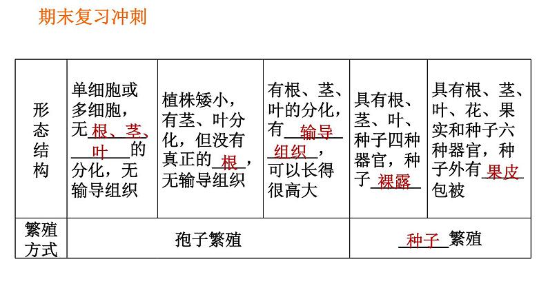 人教版七年级上册生物习题课件 期末复习 第三单元 生物圈中的绿色植物第3页