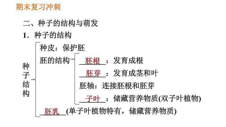 人教版七年级上册生物习题课件 期末复习 第三单元 生物圈中的绿色植物第4页