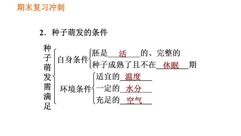 人教版七年级上册生物习题课件 期末复习 第三单元 生物圈中的绿色植物第5页