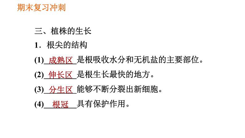 人教版七年级上册生物习题课件 期末复习 第三单元 生物圈中的绿色植物第6页