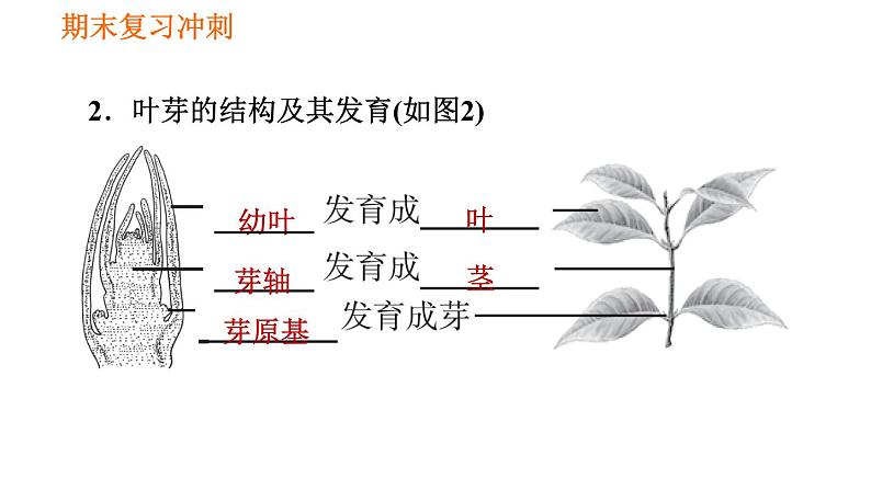 人教版七年级上册生物习题课件 期末复习 第三单元 生物圈中的绿色植物第7页