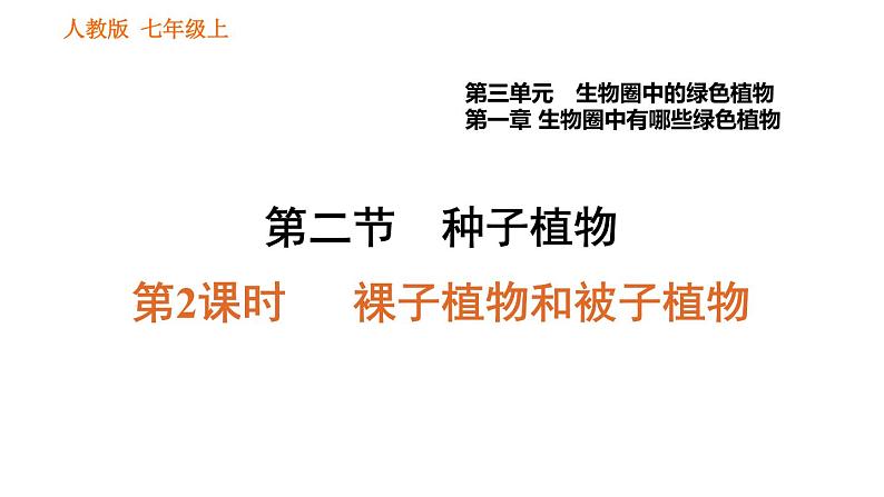 人教版七年级上册生物习题课件 第3单元 3.1.2.2 裸子植物和被子植物001