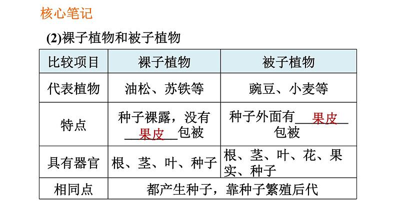 人教版七年级上册生物习题课件 第3单元 3.1.2.2 裸子植物和被子植物003