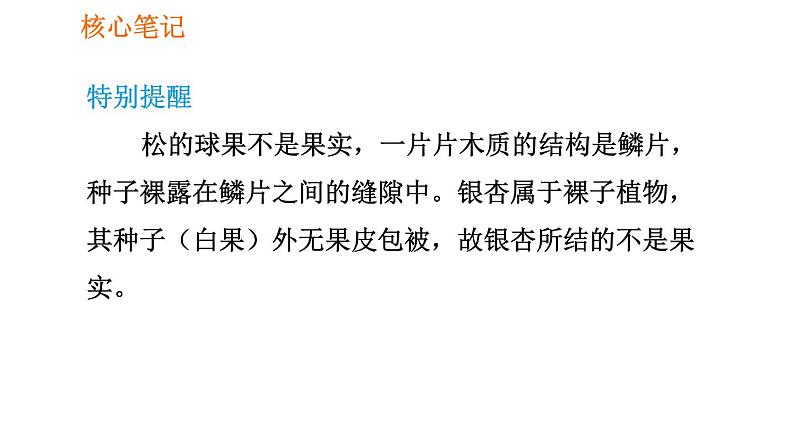 人教版七年级上册生物习题课件 第3单元 3.1.2.2 裸子植物和被子植物004