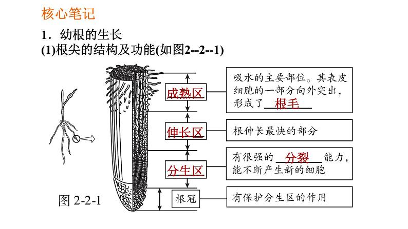 人教版七年级上册生物习题课件 第3单元 3.2.2 植株的生长002