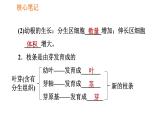 人教版七年级上册生物习题课件 第3单元 3.2.2 植株的生长0