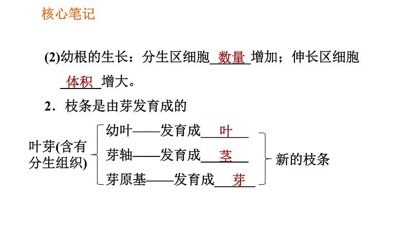 人教版七年级上册生物习题课件 第3单元 3.2.2 植株的生长003