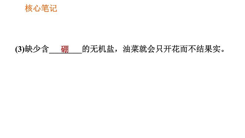 人教版七年级上册生物习题课件 第3单元 3.2.2 植株的生长007