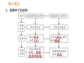 人教版七年级上册生物习题课件 第3单元 3.1.2.1 种子的结构