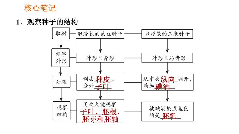 人教版七年级上册生物习题课件 第3单元 3.1.2.1 种子的结构02